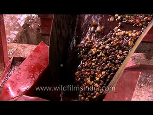 Processing Coffee Cherries : the wet method