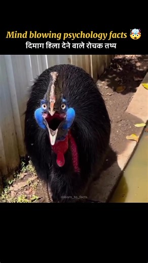 Amazing Facts About Cassowary 🐦🐦 #shorts #youtubeshorts #ytshorts