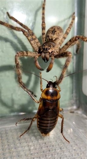 Spider Attacks Cockroach in Seconds 🕷️ Insane Real Battle! #insectfight #viralvideo #insects