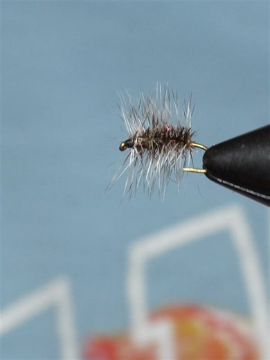 In this video I tie a Griffith’s Gnat — a classic dry fly that imitates midge clusters and other small insects trout feed on year-round. Despite its simple design, this fly is incredibly effective, especially during light surface activity when trout are keyed in on small bugs. The combination of peacock herl and grizzly hackle gives the fly a natural buggy appearance and excellent floatation, making it a reliable choice on slow pools, tailwaters, and pressured fish. When trout are sipping and ig
