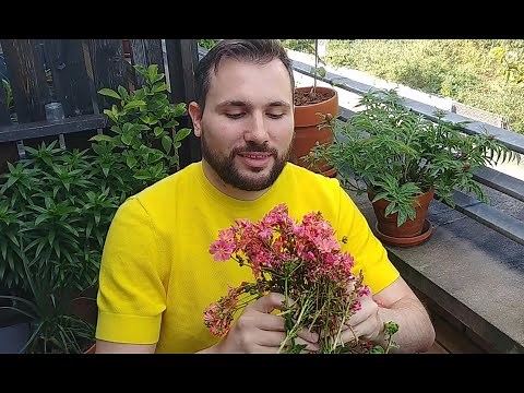 Propagating and Pruning my Lewisia Cotyledon