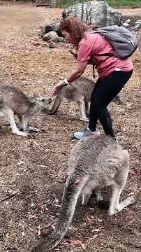 Kangaroos are way more interactive than expected #australia #wildlife #shorts