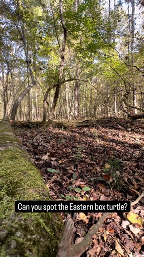 Eastern box turtle | Case 23-0393 This adult female Eastern box turtle was hit by a car and taken to UGA’s Veterinary college for triage, then sent to CNC for care and rehab. Having a cracked plastron (lower shell), the wound was cleaned and “fixed” in place in order for the tissue to heal. Just like our bones, the turtle's shell is living tissue and can heal back to normal. Once the healing stabilized, the turtle was evaluated and then released back in Madison, GA. The Wildlife team relies heav