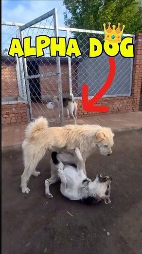 Alpha Dog Corrects an Aggressive Dog!