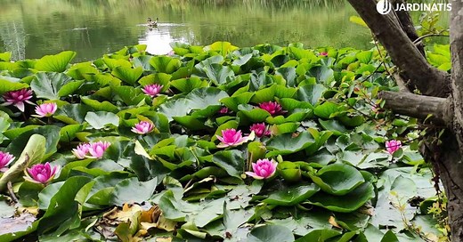 Cuidados del nenúfar, la planta más popular del estanque