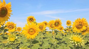 2.8K views · 294 reactions | Like "Ikebana" flower arrangements or Japanese gardens, flowers and greenery are indispensable pieces of Japan's omotenashi hospitality. Towards Tokyo2020, Japan's horticulture industry is thriving to develop innovative technologies that maintain flawless beauty of its high-quality flowers and greenery much longer, even after Tokyo2020. | Japan - The Government of Japan | Facebook