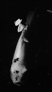 It Hunts With Red Light: Meet the Dragonfish #animals #nature #ocean