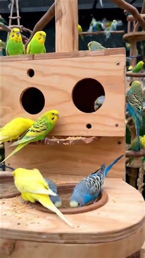 Budgie Aviary Full Tour & Setup #shorts #viral #cute #youtubeshorts #viralclips #viralvideo