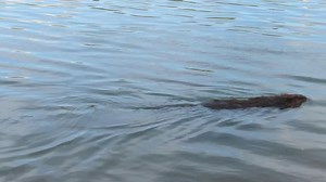 9.6K views · 1.6K reactions | Okay, back to some beavers. Here are 4 members of ChewBarka’s family gathered together on the riverbank for a quick grooming session. #beavers #wildlifephotography #beaver | Mike’s photos and videos of beavers | Facebook