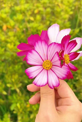 If you're a beginner gardener, this floweris for you. 🌼 Poor soil = more blooms, rich soil = more leaves ☀️ Plant after the last frost in a spot with ~6 hours of sun 💧 Well-draining soil and light watering are enough 🌱 No fertilizer needed — great for beginners 🏡 Whether it’s a balcony, pot, or backyard, they grow anywhere ⏳ Blooms in about 2–3 months ✂️ Cut often to encourage more flowers 🌸 Keeps blooming until the first frost 🔁 Self-seeding — plant once, enjoy every year #cosmosflower #f