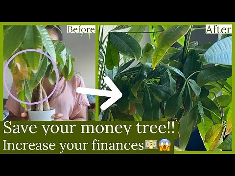Money Tree (Pachira Aquatica) Root Rot, Overwatering & Tips For More Money!!