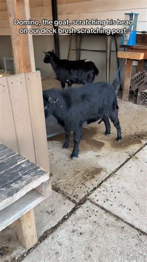 Domino, the goat, scratching his head on our deck brush scratching post. The goats definitely love it #goats #nigeriandwarfgoats #pets #goatsoftiktok | Kids On Kerth