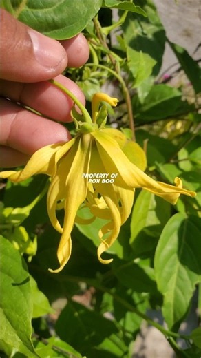 Cananga odorata or ylang-ylang flower #kenanga #canangaodorata #ylangylangflower