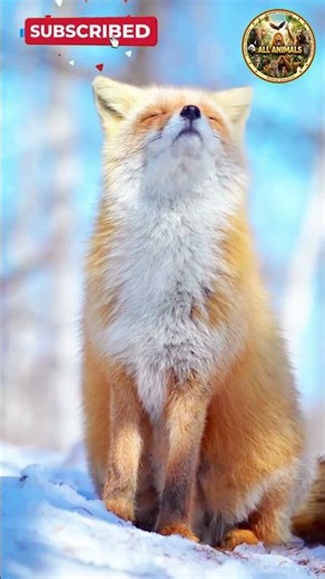 Cute Dog Funny & Viral Moments #shorts #short #shortvideo #viral #viralvideo #animals #funny