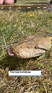 27K views · 126 reactions | Athena the 14ft reticulated Python has been causing a bit of a stir in Elgin! After a number of SSPCA calls and police complaints, Calum McKenzie and Faith Boyd are determined to show that their pet snake is as friendly as a neighbourhood cat or dog. What do you think? Read more in the comments | The Northern Scot | Facebook