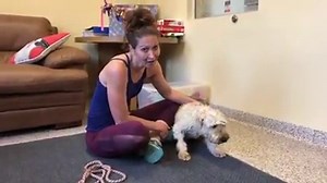 5.7K views · 1.1K reactions | Fancy Girl is a perfect little dog. She has a calm demeanor that makes her look at you when you throw a ball for her and say, nah, but I’ll give you a kiss instead. She would be perfect as an only dog, or would love to have fur siblings too. She loves to relax and just chill out with you. Take a look and see if Fancy Girl could be the perfect dog for you! | National Mill Dog Rescue | Facebook