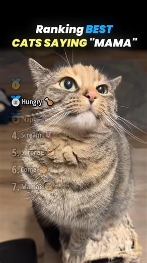 These Cats Literally Said "MAMA"!! 😱 (Wait for #1)