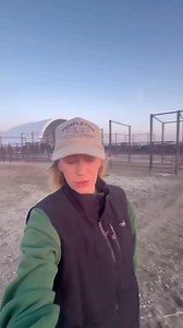 37K views · 673 reactions | 7 AM start!  Trucks are on the way to load the bred heifers. #TempletonCattleCo #RanchLife #CattleRanch | Jack H. | Facebook