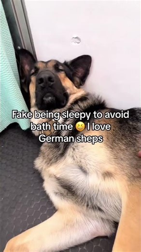 The dramatic dog #dog #funnydog #dogactor #doglove #dogperson #fyp #funnydog