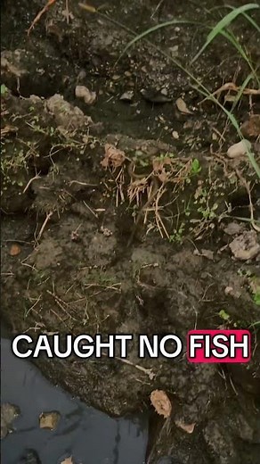 Catching minnows for my pet peacock bass #fishing