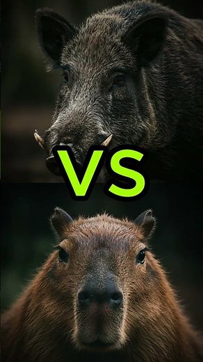 Okapi vs Tapir, Boar & More 🦓🐗 | The Strangest Animal Battle You've Never Seen!
