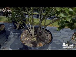 Texas Mountain Laurel Tree | A Beautiful Texas Native for Your Landscape