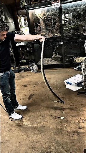 Australia’s most dangerous snakes - Coastal Taipan 🐍 #australianwildlife #venomous #snake #shorts