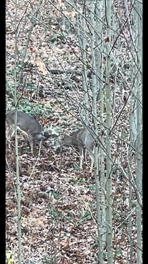 6.2K views · 91 reactions | Bucks fighting. Cool to watch from the stand #deerhunting #deer #hunting #bucks #rut #fight | The Sportsmen Party | Facebook