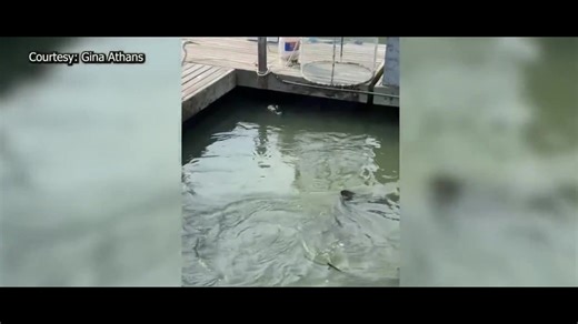Video: Sharks and an alligator were seen swimming together in South Carolina. Read more→https://myfox8.com/news/nature-wildlife/video-sharks-alligator-swimming-together-in-south-carolina/?utm_source=facebook&utm_medium=referral&utm_campaign=socialnewsdesk | FOX8