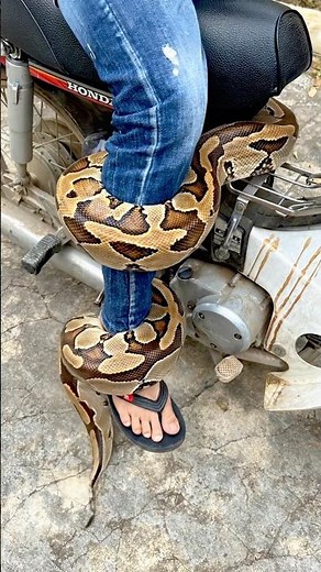 Giant Python Wraps Around Poor Boy’s Leg – Shocking Moment! #funny #short