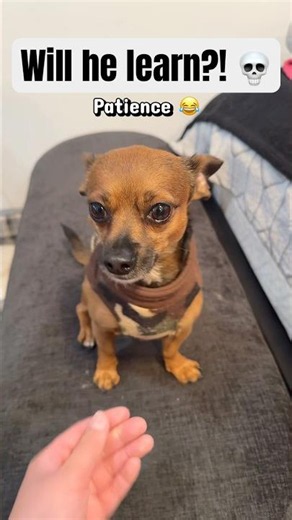 Teaching My Stubborn Chihuahua to Shake Paw 😂🐾 #chihuahualife