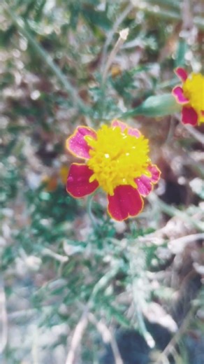 bapu ki san hai 🌾🍀🌾🍀🌾🍀🌾