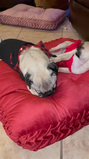 They’re love playing all time | Pug lovers