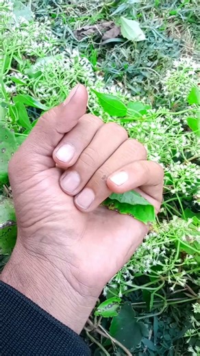 I found a yellow insect #jwildlifetv