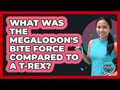 What Was The Megalodon's Bite Force Compared To A T-Rex? - The Marine Life Explorer
