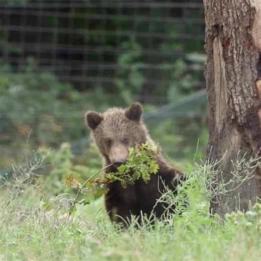 2.4K views · 114 reactions | Meet mama bear Alpina and her two cheeky cubs, Elaine and David. The three bears were relocated to Libearty Bear Sanctuary, Romania, in May 2025 after being reported repeatedly in residential areas, and have adjusted well to their new surroundings. Enjoy this peaceful footage of them playing and relaxing together with only the natural sounds of the sanctuary. | World Animal Protection UK | Facebook