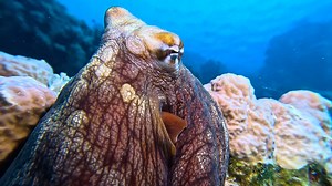 🔥😮 The most amazing octopus camouflage you'll ever see. Today at Marsa Shagra Village house reef 🐙. 🌐 www.redsea-divingsafari.com #octopus #octopuses #octopusart #camouflage #underwaterworld #underwatervideo #redsea #diving #natgeo | Red Sea Diving Safari