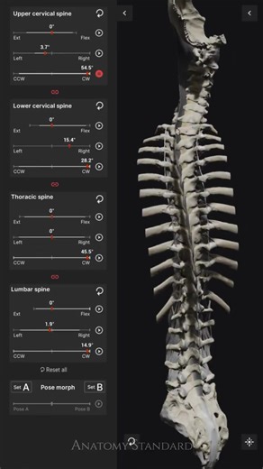 18K views · 260 reactions | The Anatomy Standard team unveiled a new demo showcasing the dynamic movement involved in the axial rotation of the human spine. Learn more about the team's Biomechanics of the Spine app: https://80.lv/articles/dynamic-movement-of-the-human-spine-showcased-in-3d/ | 80 Level | Facebook
