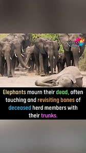 Elephants | Colors Of Nature