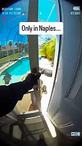 Only in Florida do you walk outside and realize your backyard pool has turned into a full blown reptile convention. This is the kind of moment that makes every Floridian stop and ask themselves why they ever thought mowing the lawn was the most dangerous part of homeownership. One second you are opening the screen door, the next second you are counting how many alligators are doing laps in the shallow end like they booked the place on Airbnb. People who move here from up north think they are rea