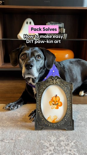 The Pack on Instagram: "Looking for a cozy fall DIY to do with your dog? 🍂🐶 Our editor Mary made a Pawkin Patch paw print with her foster Marley and it’s as cute as it sounds. “If you want a fall craft that actually feels special, this one’s worth the mess. Marley’s little paw print is going to live on my desk forever.” — Mary (@the_khaleesicat), Social Media Manager, The Dodo #dogsofinstagram #fosterdog #seniordog #halloween #dıy"