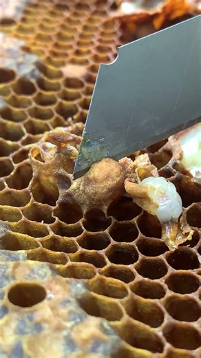 Hive Control 🍯🐝 | Queen Cell Management