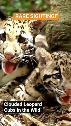 Adorable Clouded Leopard Family Spotted in the Wild | Rare Wildlife Moments