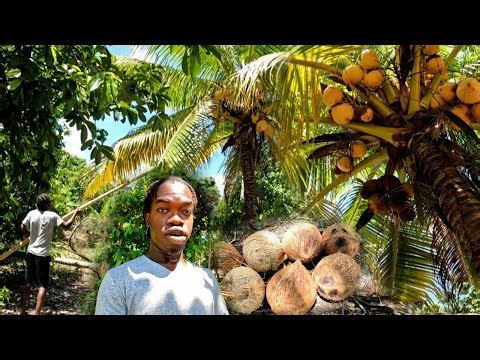 Picking Coconut To Sell at Down Town Kingston Jamaica🇯🇲 | Farm Vlog | County Lifestyle