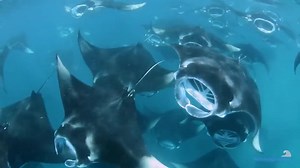 1.5K views · 55 reactions | #GreatOrgs: The Manta Trust was founded in order to turn the tide for these enigmatic rays, by coordinating global research and conservation efforts around manta rays, their relatives, and their habitats. #manta #mantaray #ocean #ray #oceancreature | World Ocean Day | Facebook