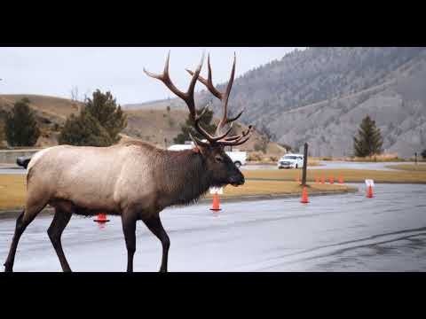 Bull Elk Bugle and Elk Rut Activity in Yellowstone National Park