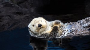Otters Are Not Cute, They Are Sick Depraved Jerks