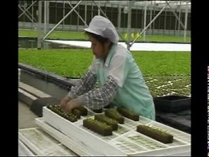 Hydronov - Deep Water Hydroponics Growing System