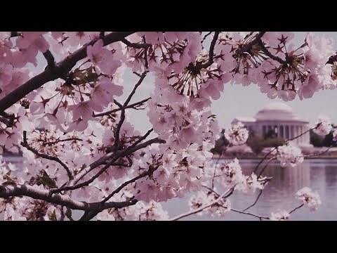 BLOOM WATCH: Cherry Blossoms on the Tidal Basin in DC