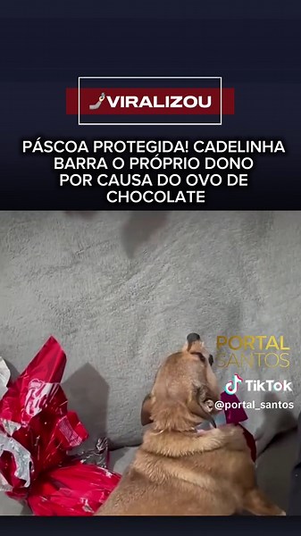 Se você achava que já tinha visto de tudo, essa vai te surpreender! Um vídeo que está bombando nas redes mostra uma cadelinha protegendo um ovo de Páscoa como se fosse um verdadeiro tesouro. Com laço rosa e muita atitude, a pet não deixou ninguém chegar perto do doce. O momento mais engraçado é quando o marido da tutora tenta pegar um pedaço e leva logo uma reação da “segurança”. A cena divertiu internautas e já viraliza. Apesar da brincadeira, vale o alerta: chocolate é tóxico para pets. _ 🗣️C
